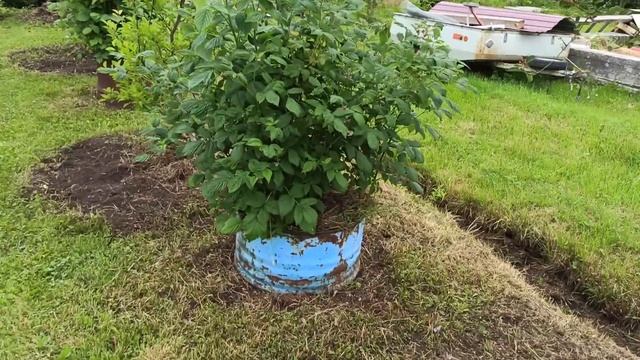 Дача, 5 июля 2020 г смотреть онлайн