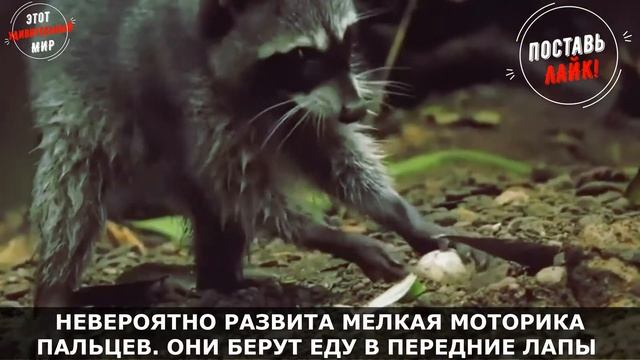 Зачем Енот-Полоскун полощет еду? Интересные факты о Еноте: ворует корм у кошек, играет с собаками смотреть онлайн