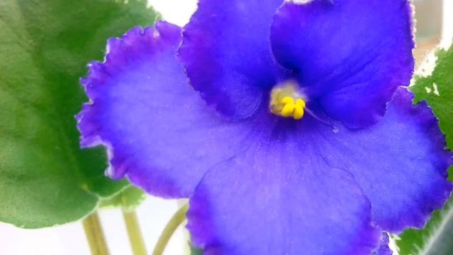 Капиллярные маты для полива фиалок. Мое мнение Юлия Датта смотреть онлайн