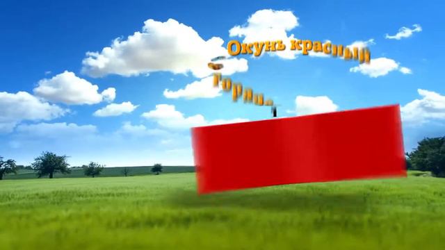 Акция с 16 07 по 5 08 2018 Окунь красный горячего копчения, горбуша филе соломка смотреть онлайн