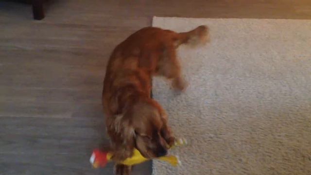 Cocker Spaniel • Кокер Спаниель играет с курицей смотреть онлайн