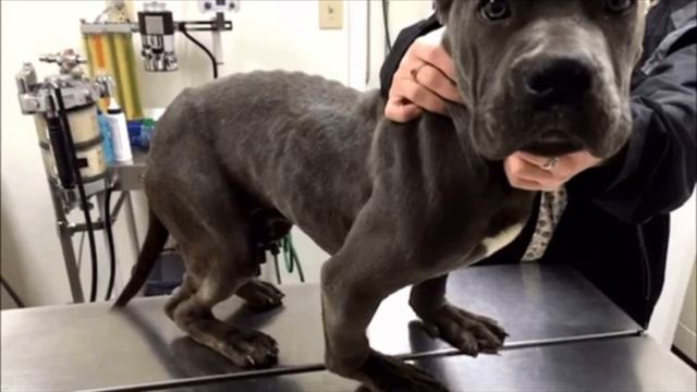 Всю свою жизнь собака провела в маленькой клетке. Вот, что произошло, когда её наконец освободили смотреть онлайн