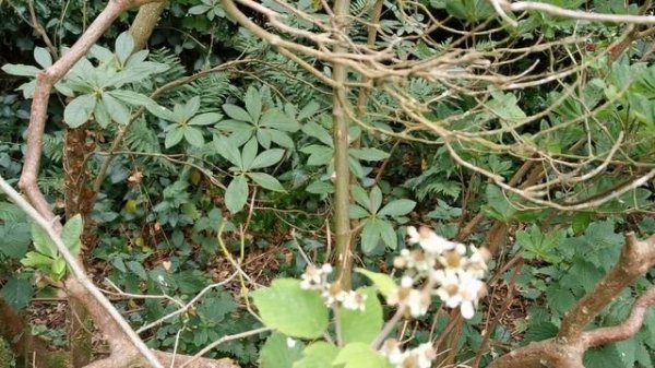 English Rose Garden Tour Chevy Chase