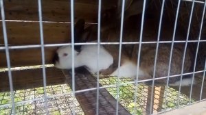 Отчет по экспериментальному скрещивании кроликов "фландером+калифония"// Новое скрещивание кроликов