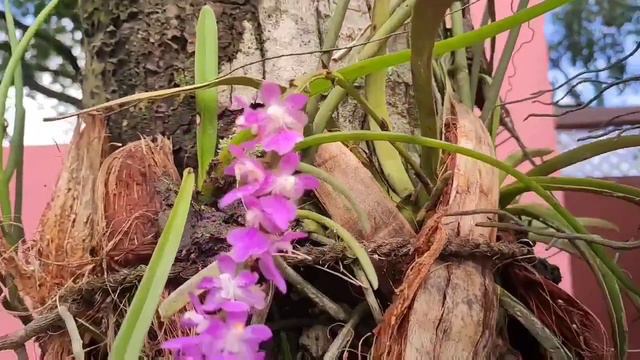 #OrchidsOfAssam #KopouPhool #InEnglish 5 Orchid Varieties With Names !! смотреть онлайн