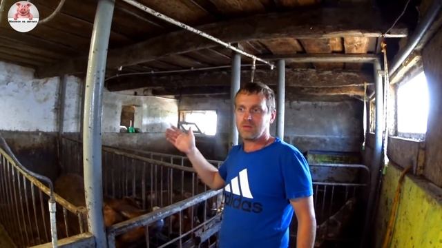 Распродаю свиней живым весом по 150 руб за кг смотреть онлайн