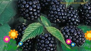 Ежевика кустистая Честер Тхорнлесс. Краткий обзор, описание rubus fruticosus Chester Thornless