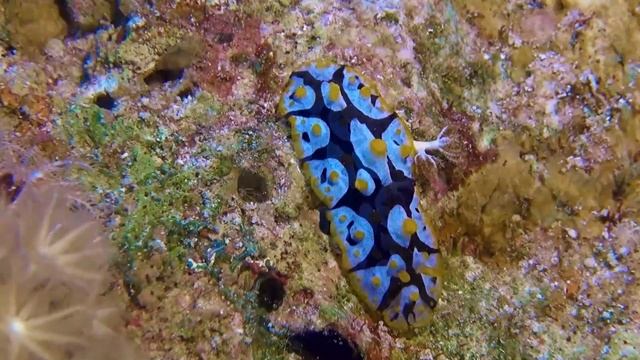 Моллюск Фриерия Рюппеля (Fryeria rueppelii) смотреть онлайн