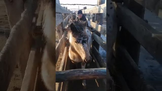 Забайкальская кучерявая. 2020 г. Жеребята в расколе. Чубаро-пегий жеребчик смотреть онлайн