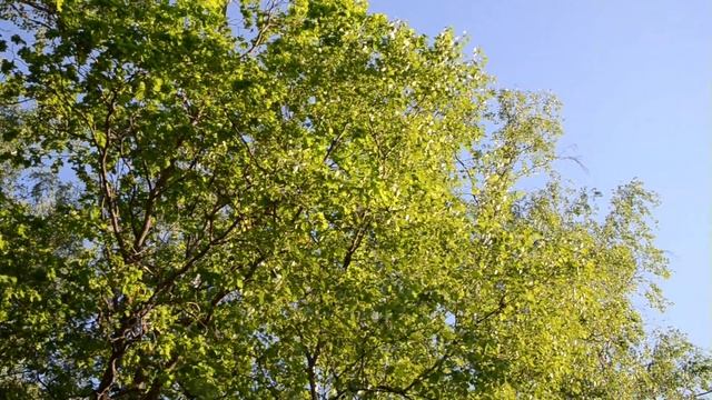 Природа, май в средней полосе России смотреть онлайн