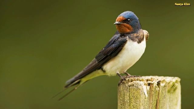 Красивое пение ласточки. Релакс видео для медитации и хорошего настроения смотреть онлайн