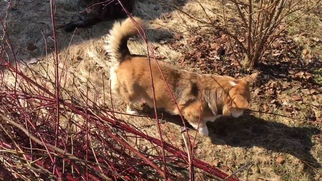 КОТ И СОБАКА ВЫПИЛИ ВЕСЬ СНЕГ🤪 смотреть онлайн