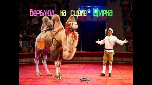 Выступление верблюда в цирке
