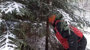 VLOG#17 Охота на кабана с лайками. Кабан рвёт собак, все раненые