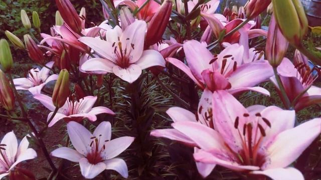 КОЛДОВСКАЯ ОСЕНЬ Поэзия Марина САМСОНОВА смотреть онлайн