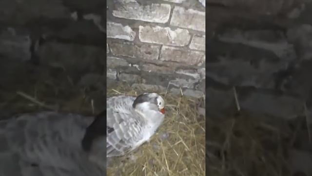 Гусыни высиживают яйца, ждём гусят. смотреть онлайн