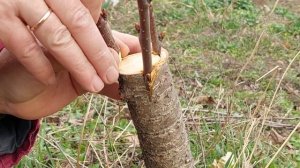 простой и эффективный способ прививки плодовых деревьев за кору