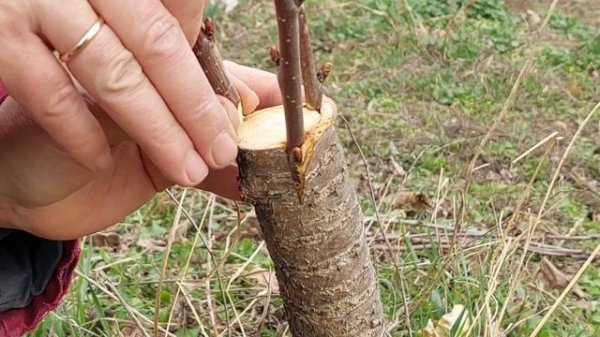 простой и эффективный способ прививки плодовых деревьев за кору