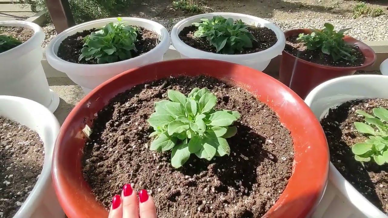 Как правильно удобрять петунию после высадки на пмж. Как прищипнуть петунию для быстрого роста. смотреть онлайн