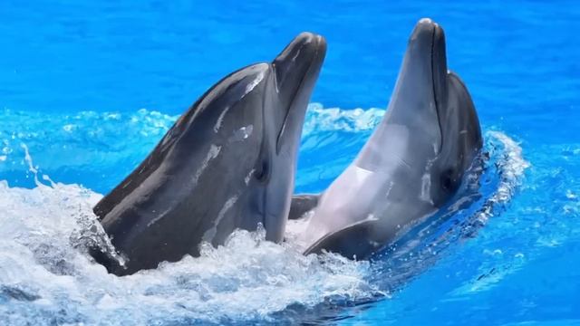 Dolphin Facts (Dolphin Information, Dolphin Facts For Kids, Types Of Dolphins, Dolphin Species Etc.