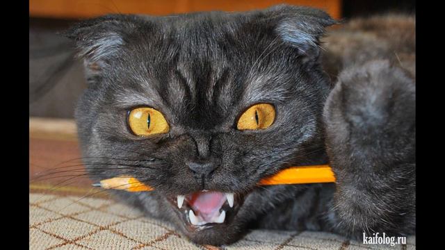 ТОП Самых Лучших фотографий ЗЛЫХ котов и кошек. Посмотрите, Вам обязательно понравится!! смотреть онлайн