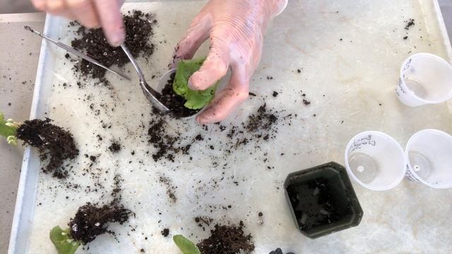 ФИАЛКИ. Новичкам - рассаживаю коммунальный горшочек. Separating African Violet babies. смотреть онлайн