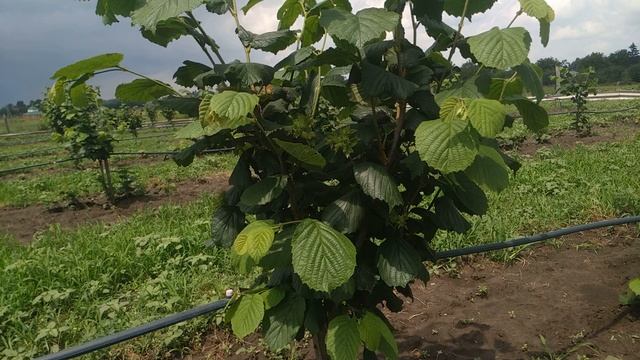 Фундук Королевский из Трапезунда-Все о сорте!!!! смотреть онлайн