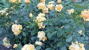 Роза цвета меда и янтаря. Ханзенштад росток #розы #розытантау #флорибунда #саженцыроз