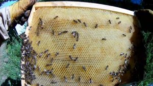 Что случилось с РОЯМИ  Ловля роев 2020