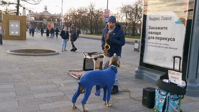 Поющий пёс у метро ВДНХ смотреть онлайн