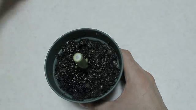 ORTENSIE riproducila gratis, hydrangea plant, plante d'hortensia, planta de hortensia, Hortensie смотреть онлайн