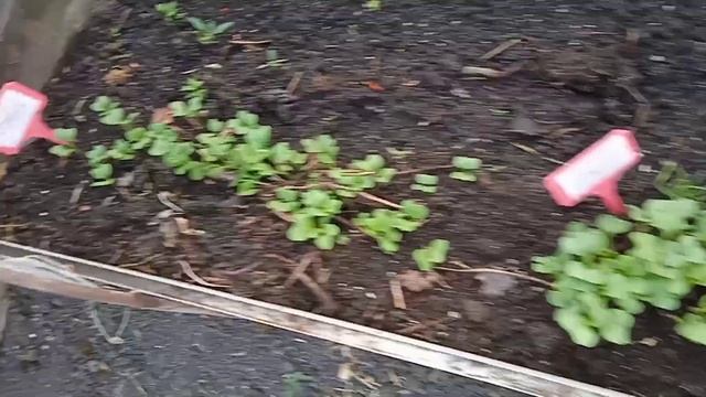 Посев однолетних цветов весной/ парник или теплица? смотреть онлайн