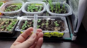 Чем производим первую подкормку  рассады петунии??