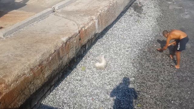 Море Ялта схватка харьок и песика на берегу моря 17 сентября 2016г. fight harlock and a dog смотреть онлайн