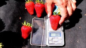 Клубника МУРАНО