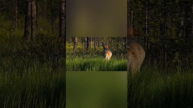 Почему воют волки ??? #биосфера #интересныефакты #позновательно #природа #волк #волки смотреть онлайн