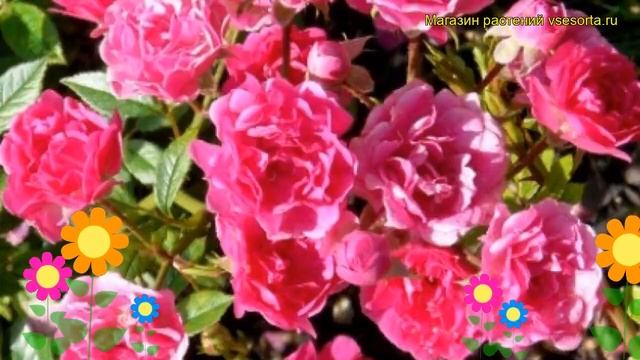 Роза миниатюрная Перла де Альканада. Краткий обзор, описание характеристик Perla de Alcanada смотреть онлайн