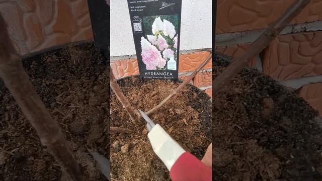 Обрезка метельчатой гортензии Ванила Фрайз смотреть онлайн