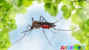 Угадай насекомых  Задание для детей  Насекомые для детей  Животные для детей видео