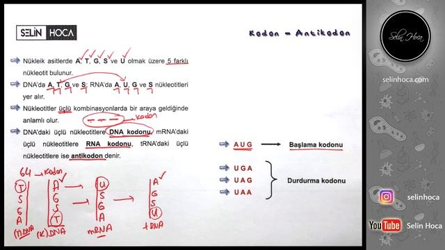 Kodon - Antikodon - 1K1S смотреть онлайн