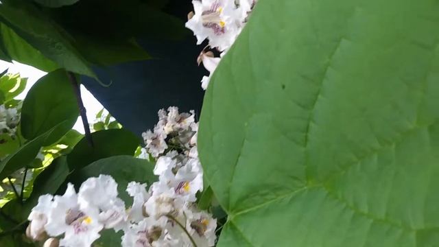Катальпа великолепная. смотреть онлайн