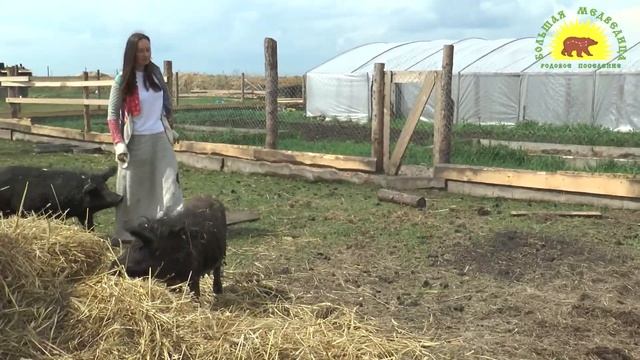 Дивный свиный край