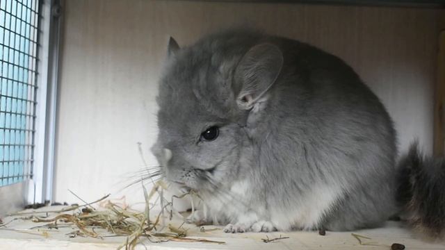 Питание шиншиллы. Корм и сено в рационе смотреть онлайн