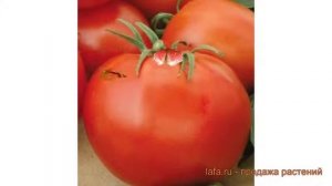 Томат обыкновенный Джина ТСТ (dzhina tst) ? Джина ТСТ обзор: как сажать, семена томата Джина ТСТ