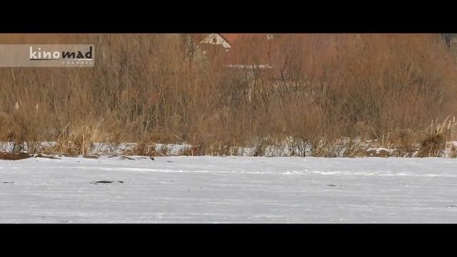 Central Asian Shepherd Dogs - Barbar and Baska II. смотреть онлайн