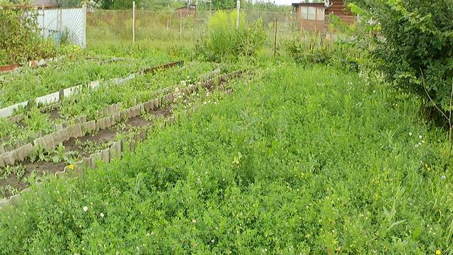 Уфа. Что творится на даче после сильного ливня? Пока не сгнил, вытаскиваю чеснок из грязи!
