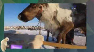 Коренные народы полуострова Таймыр. Энцы.