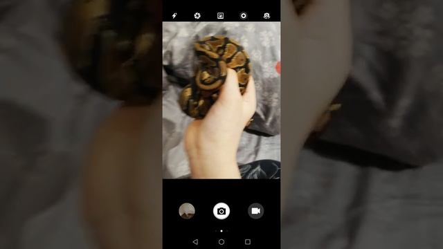 У меня появилась змея!!! смотреть онлайн