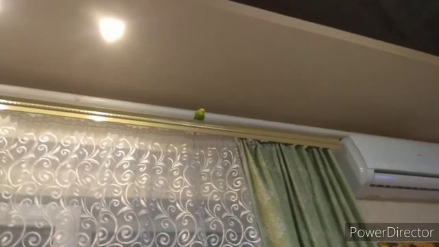 ЗООМИР#6 | жизнь попугаев смотреть онлайн