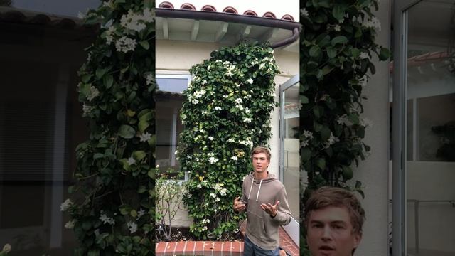 Stephanotis: Fragrant Flowering Vine for Indoors or Outdoors смотреть онлайн